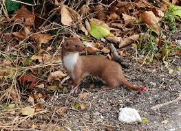 Attēlu rezultāti vaicājumam “Mustela nivalis adult”