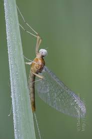 Attēlu rezultāti vaicājumam “Heptagenia sulphurea female”