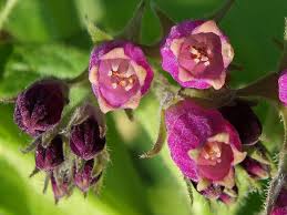 Attēlu rezultāti vaicājumam “Symphytum officinale bud”