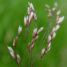 Attēlu rezultāti vaicājumam “Deschampsia flexuosa bud”