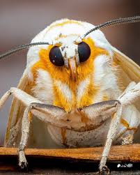 Attēlu rezultāti vaicājumam “Diderma ochraceum macro”