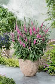 Attēlu rezultāti vaicājumam “Veronica spicata”