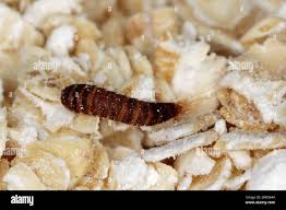 Attēlu rezultāti vaicājumam “Attagenus pellio”