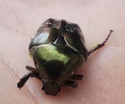 Attēlu rezultāti vaicājumam “Potosia cuprea imago”