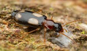 Attēlu rezultāti vaicājumam “Dromius quadrimaculatus”