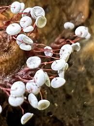 Attēlu rezultāti vaicājumam “Physarum pezizoideum”