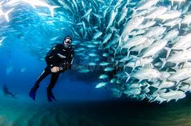 Image result for Tornado Divers