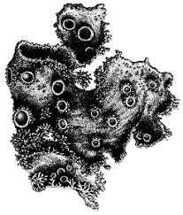 Attēlu rezultāti vaicājumam “Leptogium lichenoides”