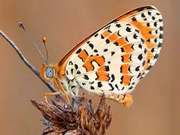 Attēlu rezultāti vaicājumam “Melitaea diamina underside”