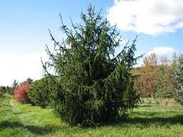 Attēlu rezultāti vaicājumam “Picea abies fo. virgata”