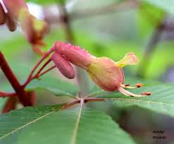 Attēlu rezultāti vaicājumam “Aesculus flava bud”