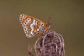 Attēlu rezultāti vaicājumam “Melitaea cinxia upperside”