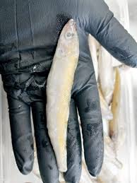 Attēlu rezultāti vaicājumam “Charales”