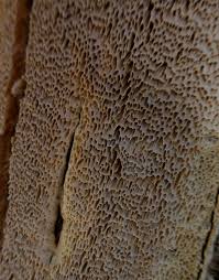 Attēlu rezultāti vaicājumam “Cinereomyces lindbladii”