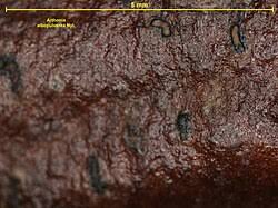 Attēlu rezultāti vaicājumam “Arthonia byssacea”