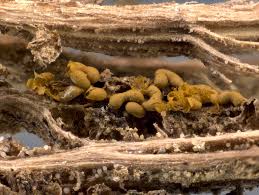 Attēlu rezultāti vaicājumam “Gulielmina vermicularis macro”