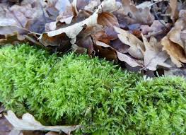 Attēlu rezultāti vaicājumam “Eurhynchium praelongum”