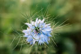 Image result for Nigella damascena