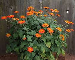Image result for Tithonia rotundifolia