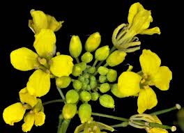 Attēlu rezultāti vaicājumam “Sisymbrium loeselii flower”