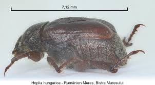 Attēlu rezultāti vaicājumam “Hoplia graminicola”