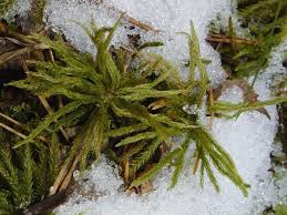 Attēlu rezultāti vaicājumam “Climacium dendroides”