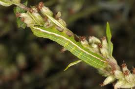 Attēlu rezultāti vaicājumam “Eucarta virgo”