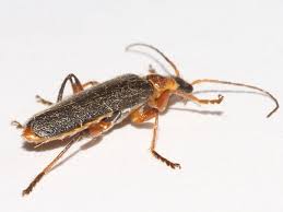 Attēlu rezultāti vaicājumam “Cantharis nigricans”