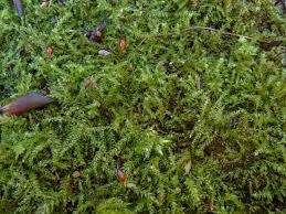 Attēlu rezultāti vaicājumam “Oxyrrhynchium hians var. rigidum”