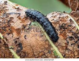 Attēlu rezultāti vaicājumam “Agelastica alni larva”