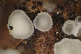 Attēlu rezultāti vaicājumam “Mollisia amenticola”