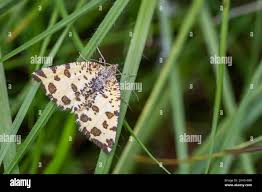 Attēlu rezultāti vaicājumam “Pseudopanthera macularia”