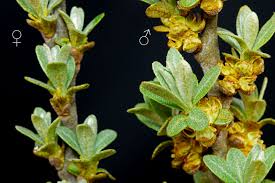 Attēlu rezultāti vaicājumam “Hippophae rhamnoides”