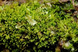 Attēlu rezultāti vaicājumam “Riccardia palmata”