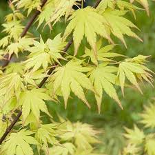 Image result for Acer palmatum `Orange Dream`