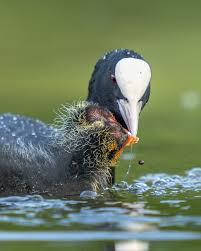 Attēlu rezultāti vaicājumam “Fulica atra eggs”