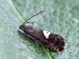 Attēlu rezultāti vaicājumam “Pammene rhediella”