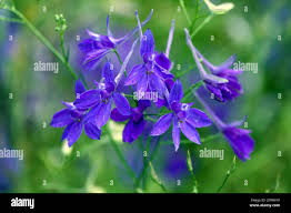 Attēlu rezultāti vaicājumam “Consolida regalis leaf”