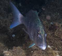 Image result for Dentex dentex