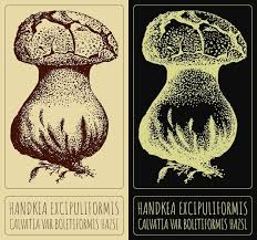 Attēlu rezultāti vaicājumam “Calvatia excipuliformis”