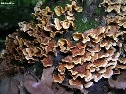 Attēlu rezultāti vaicājumam “Stereum fasciatum”