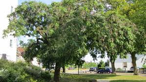 Attēlu rezultāti vaicājumam “Fraxinus excelsior Pendula fruit”