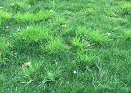 Attēlu rezultāti vaicājumam “Poa humilis”