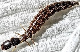 Attēlu rezultāti vaicājumam “Raphidioptera larva”