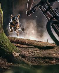 Image result for Uwe Mountain Biking Club