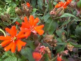 Attēlu rezultāti vaicājumam “Silene x arkwrightii Vesuvius flower”