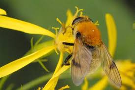 Attēlu rezultāti vaicājumam “Arctophila superbiens”