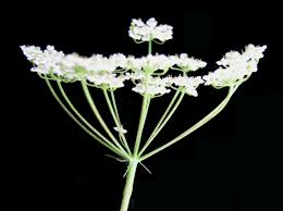 Image result for Carum carvi