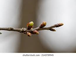 Attēlu rezultāti vaicājumam “Cerasus bud”