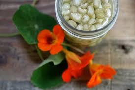 Attēlu rezultāti vaicājumam “Tropaeolum majus fruit”